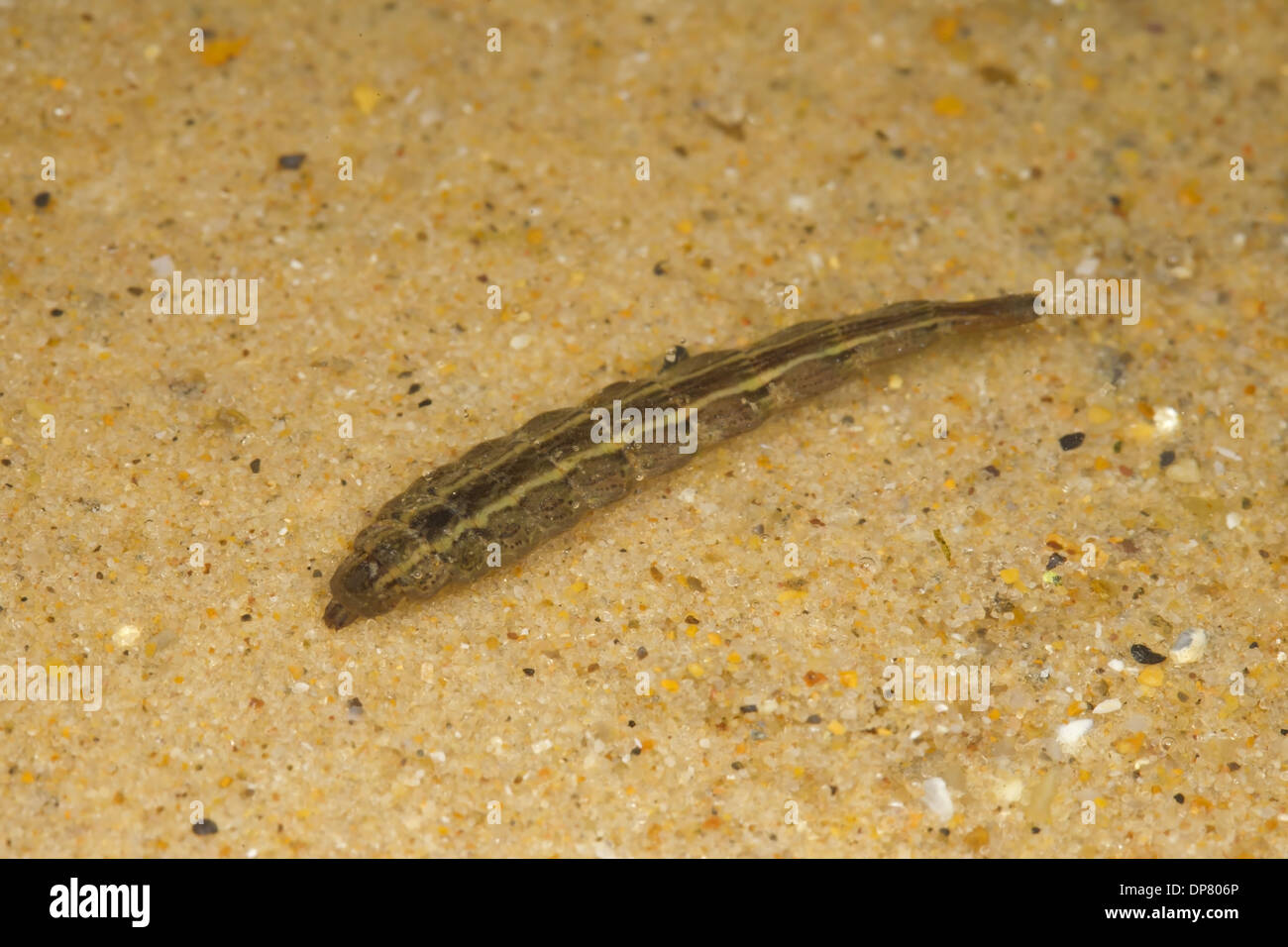 Horsefly (Tabanus sp.) larva, in shallow water, Norfolk, England, September (controlled) Stock Photo