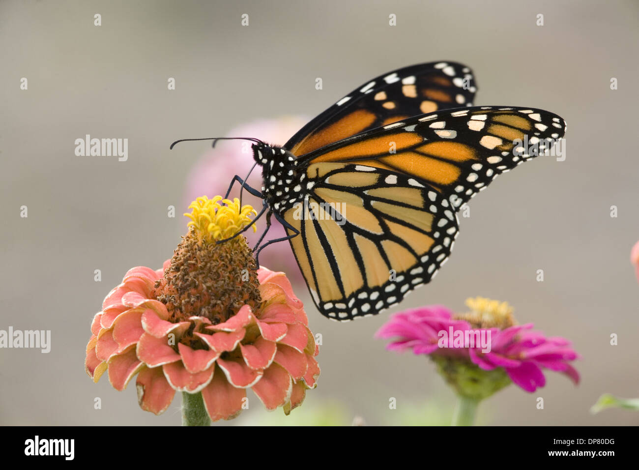 Monarch Butterfly (Danaus plexippus) adult, feeding on zinnia flower in ...