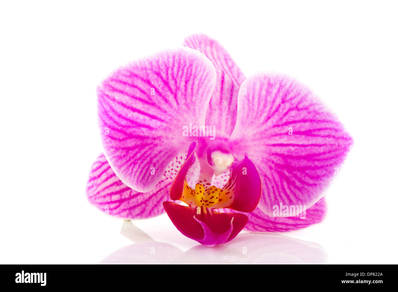 Tropical pink orchid isolated over white background Stock Photo - Alamy