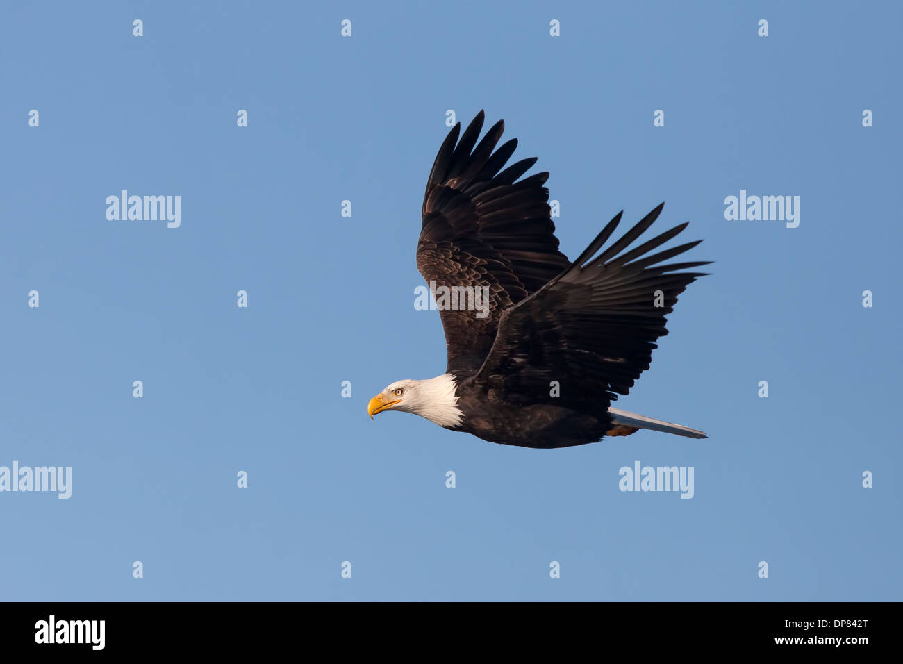 Soaring eagle. Stock Photo