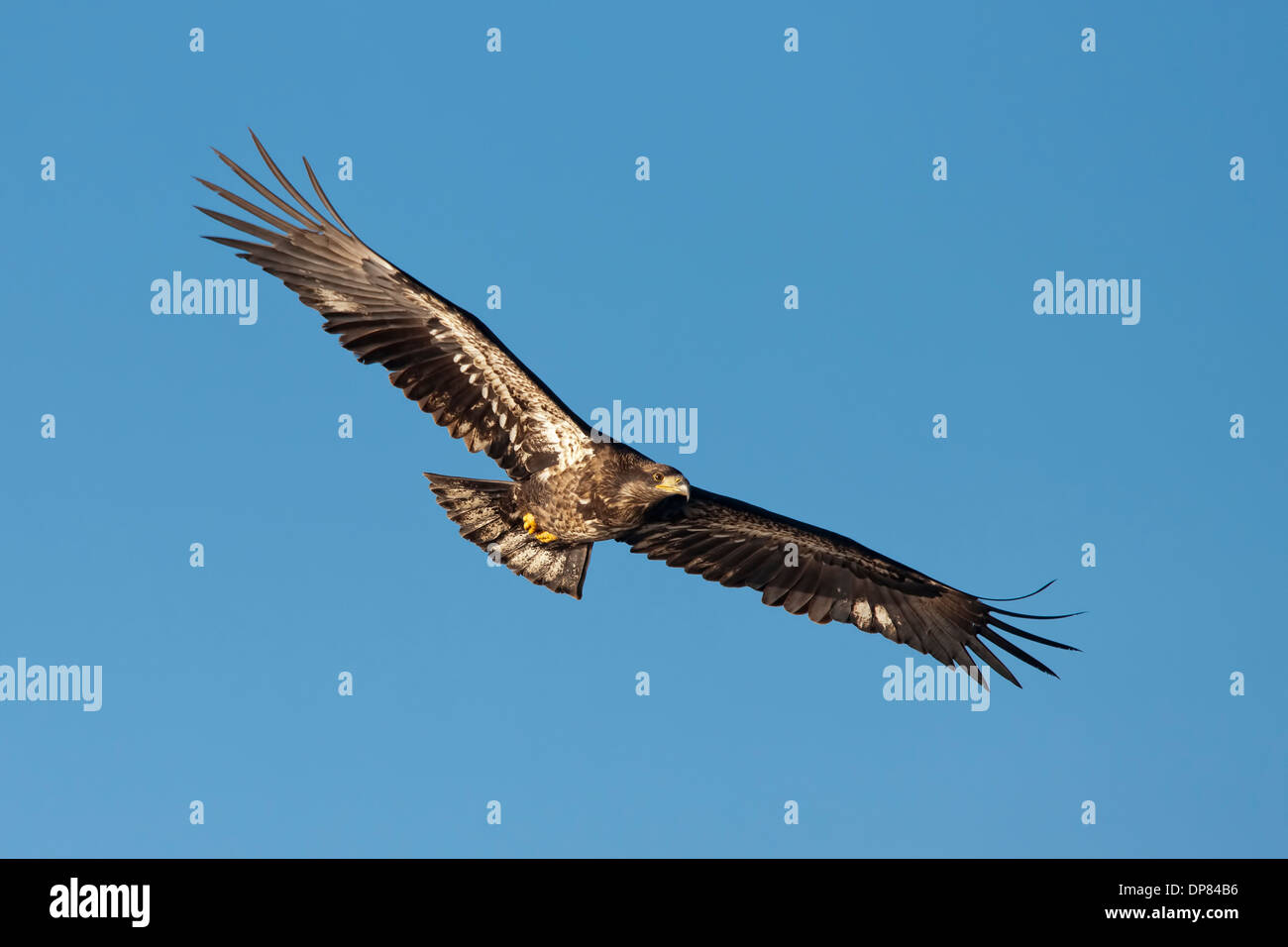 Eagle with wings spread hires stock photography and images Alamy