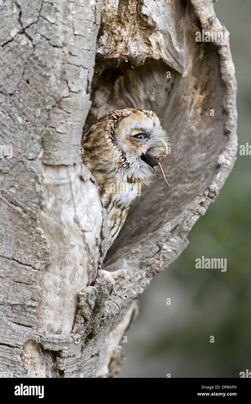 Mammal shrew tree hi-res stock photography and images - Alamy