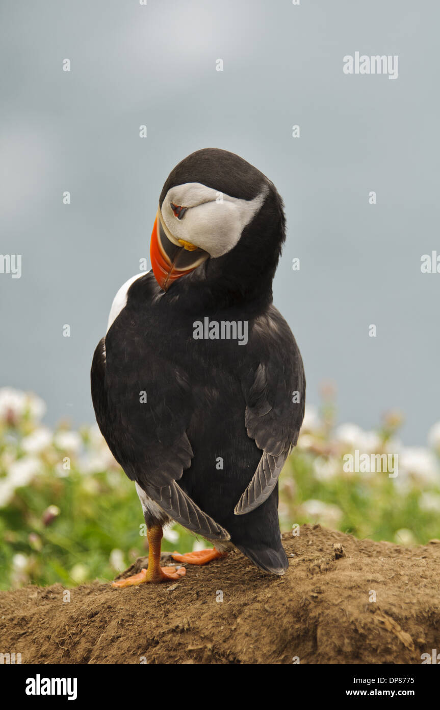 Atlantic Puffin (Fratercula arctica) adult breeding plumage preening standing on heap of spoil excavated from burrow Skomer Stock Photo