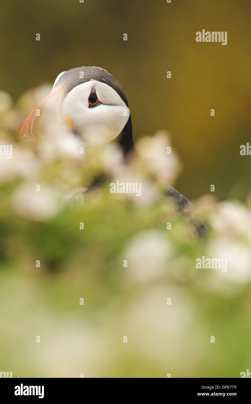 Atlantic Puffin (Fratercula arctica) adult breeding plumage partially obscured by Sea Campion (Silene uniflora) flowers Skomer Stock Photo