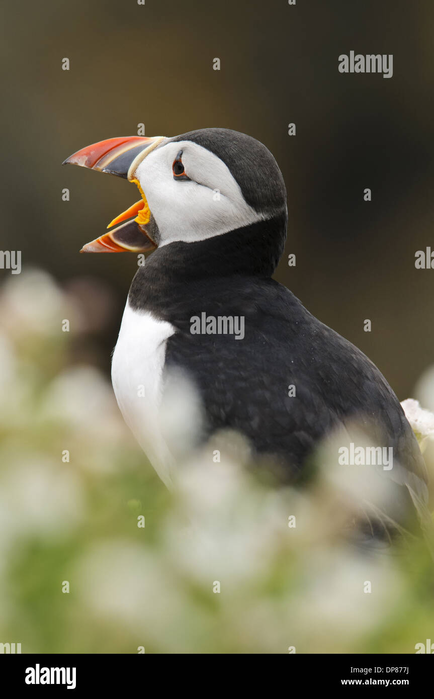 Atlantic Puffin (Fratercula arctica) adult breeding plumage calling partially obscured by Sea Campion (Silene uniflora) flowers Stock Photo