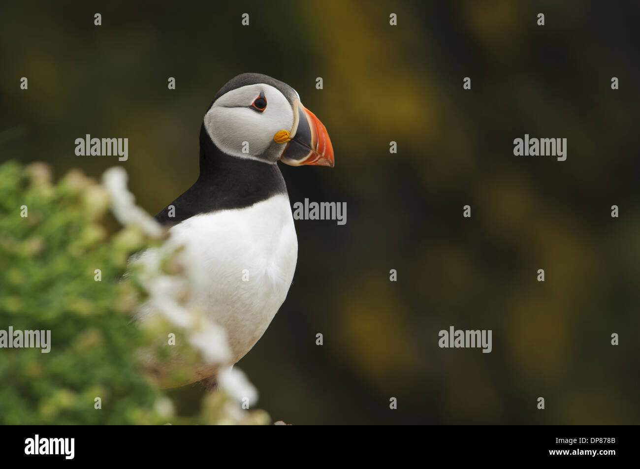 Atlantic Puffin (Fratercula arctica) adult breeding plumage standing on cliff edge partially obscured by Sea Campion (Silene Stock Photo