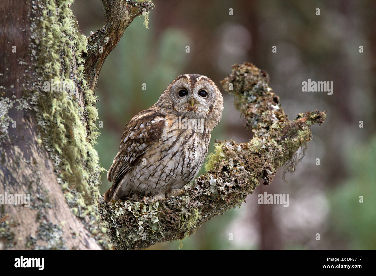 Tawny Owl, Strix aluco sitting in a pine tree Stock Photo