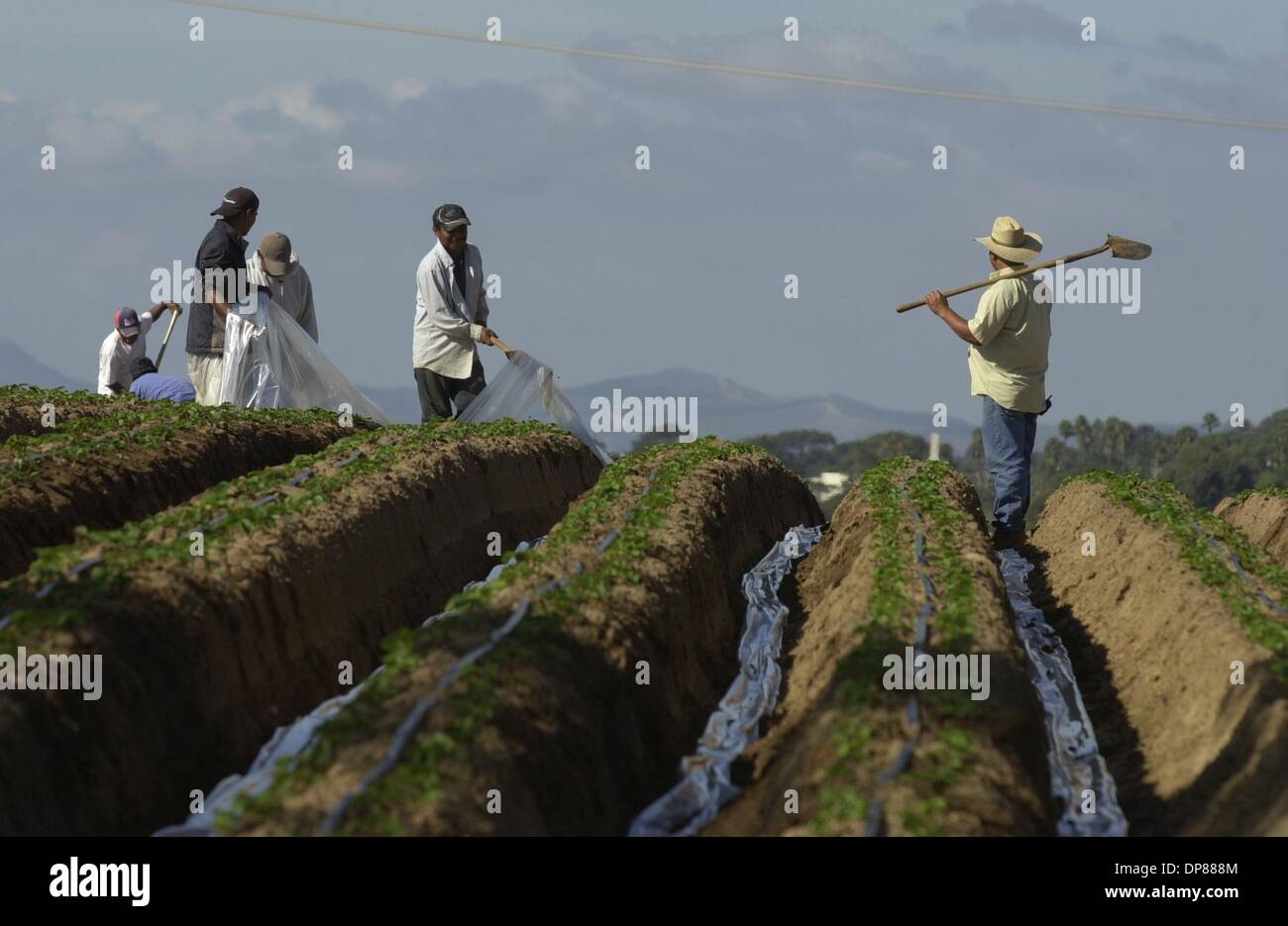 (Published 11/24/2005, NC-1) Latino workers prepare plastic on young wi nter strawberries in the farm fields north of Cannon Rd. in Carlsbad, adjacent to Carlsbad Car Country in this view looking north.  U/T photo CHARLIE NEUMAN Stock Photo