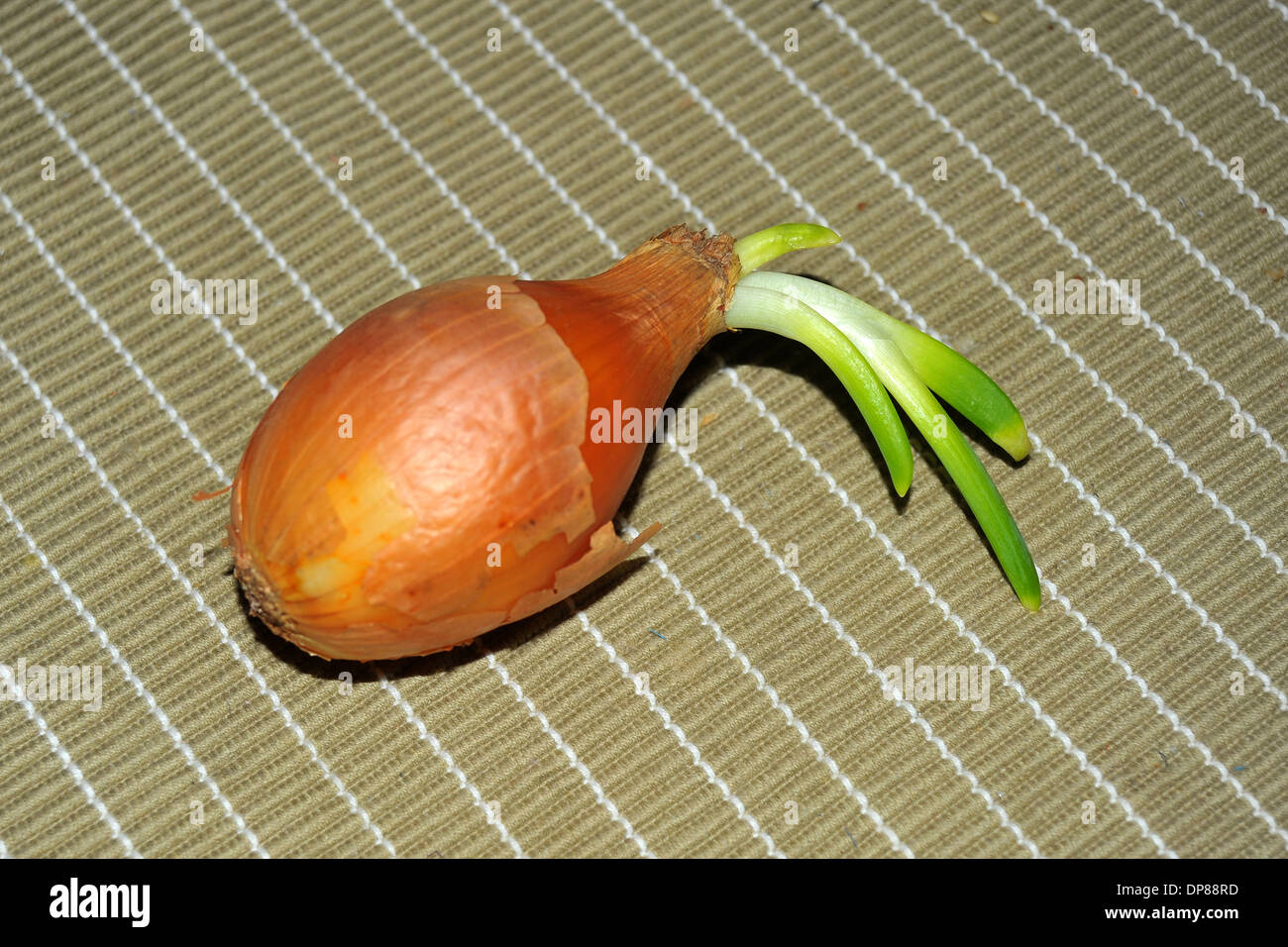 An onion with stems growing out of it Stock Photo Alamy