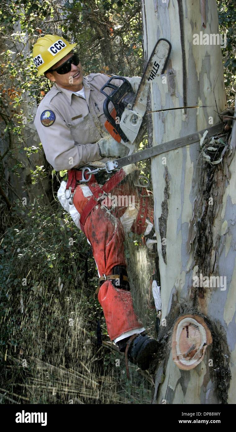 (PUBLISHED 5/7/2005 B-3) C.C.C. crew supervisor ROGELIO RAMOS cuts a notch in a eucayptus tree near Escondido Creek thats Stock Photo