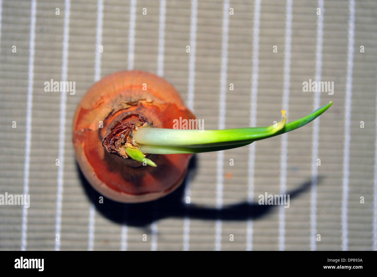 An onion with stems growing out of it Stock Photo Alamy