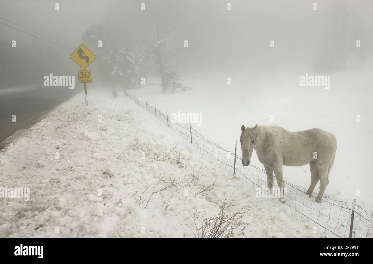 (PUBLISHED 04/16/2003; NC-3; NI-3) A gray horse stands in the snow and fog along State Park Road on Palomar Mountain. KEYWORDS: HORSES. SNOW. STORMS. U/T photo CHARLIE NEUMAN Stock Photo