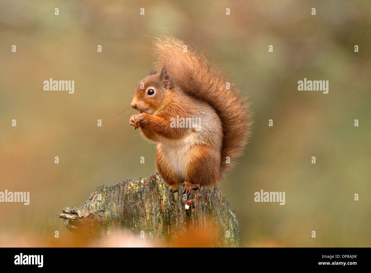 Red Squirrel, Sciurus vulgaris sitting on a log Stock Photo
