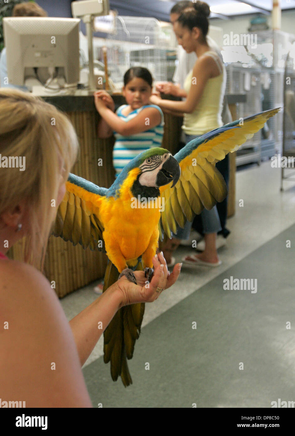 (Published 6/25/2006, N-4)  June 20, 2006, Escondido California, ANNA JARVIS, from Fallbrook, Held her new Blue and Gold McCaw named Margaritaville'' inside Escondido bird store called ''A Bird Haven''. Photo by Don Kohlbauer/ San Diego Union Tribune/ZumaPress.Copyright 2006 San Diego Union Tribune. Stock Photo
