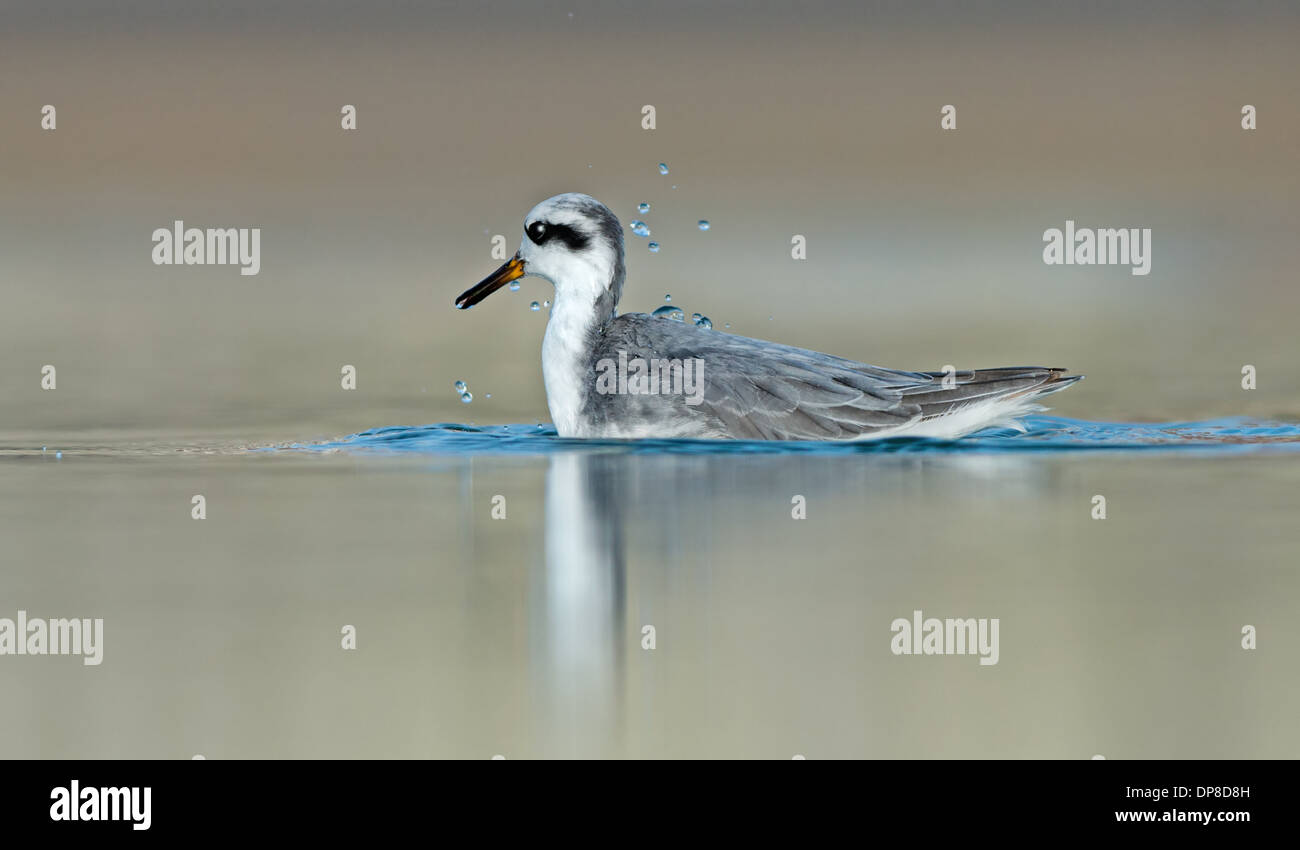 Grey Phalarope-Phalaropus fulicarius, Winter. Uk Stock Photo