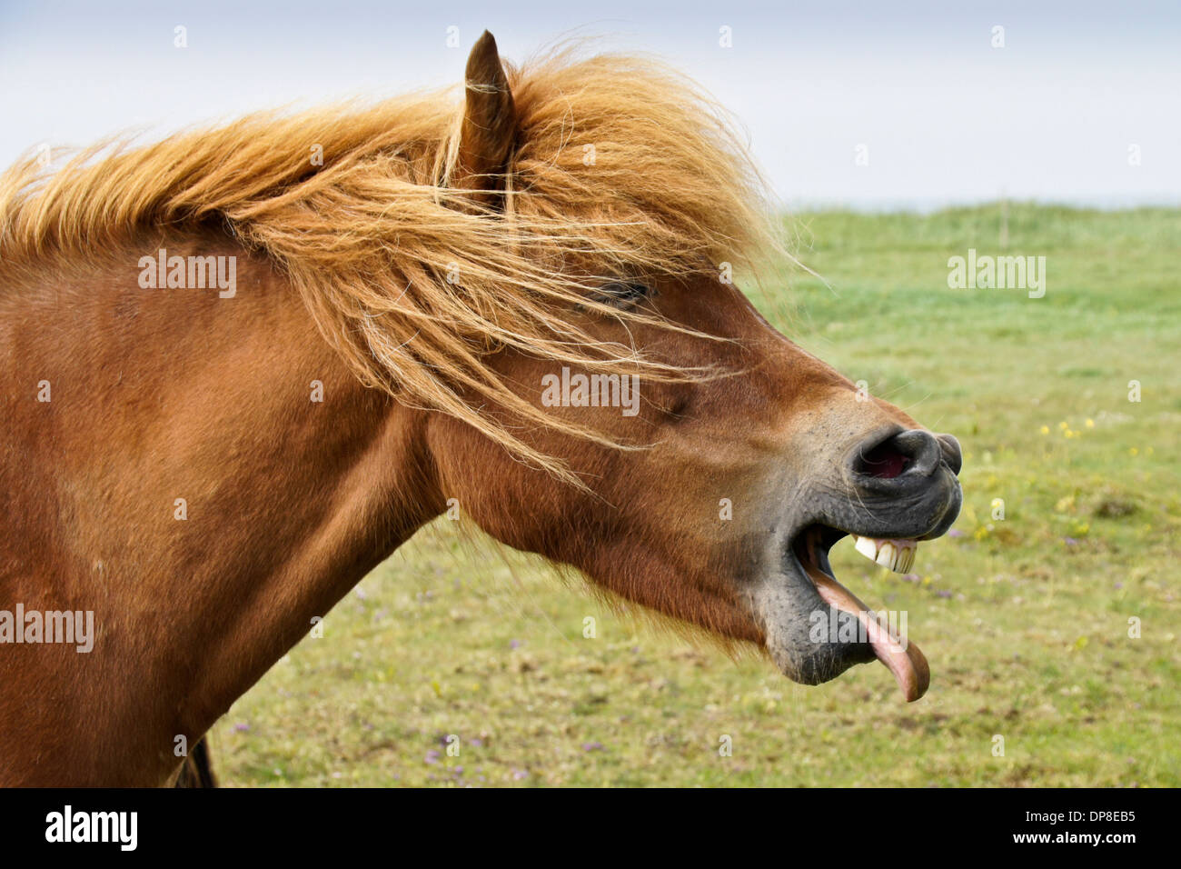 Iceland horse yawning (or laughing), Iceland Stock Photo