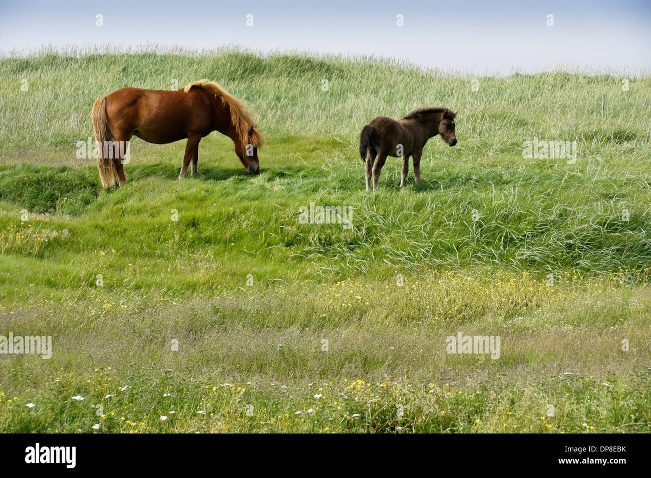 Icelandic horse (mare and foal) grazing in field, Iceland Stock Photo