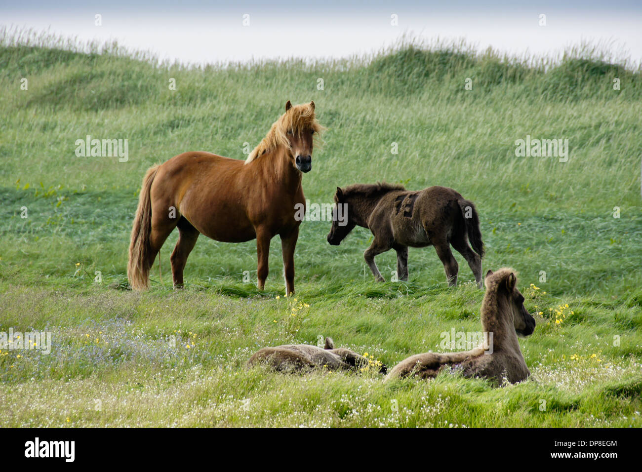 Icelandic horses grazing in field, Iceland Stock Photo