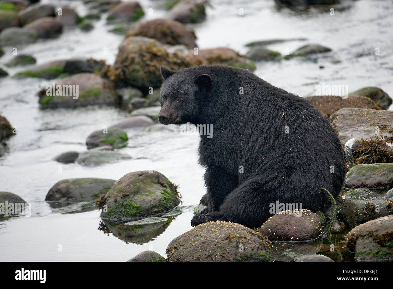 Black Bear (Ursus americanus), Thornton Fish Hatchery, Ucluelet