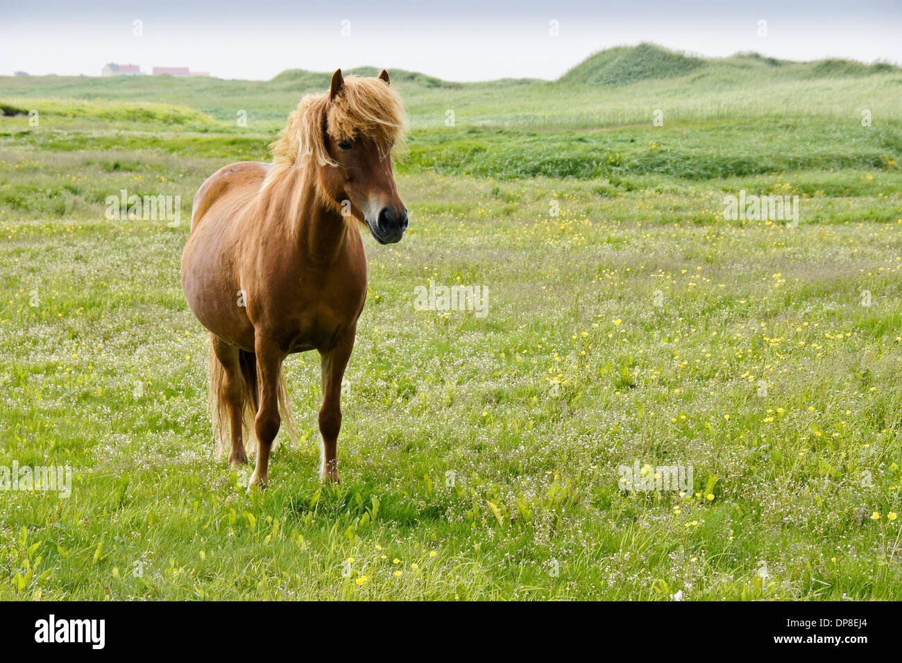 Icelandic horse grazing in field, Iceland Stock Photo