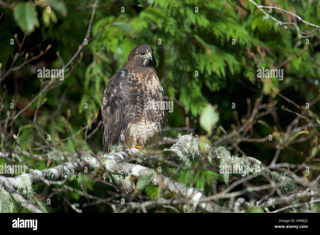 British predators hires stock photography and images Alamy