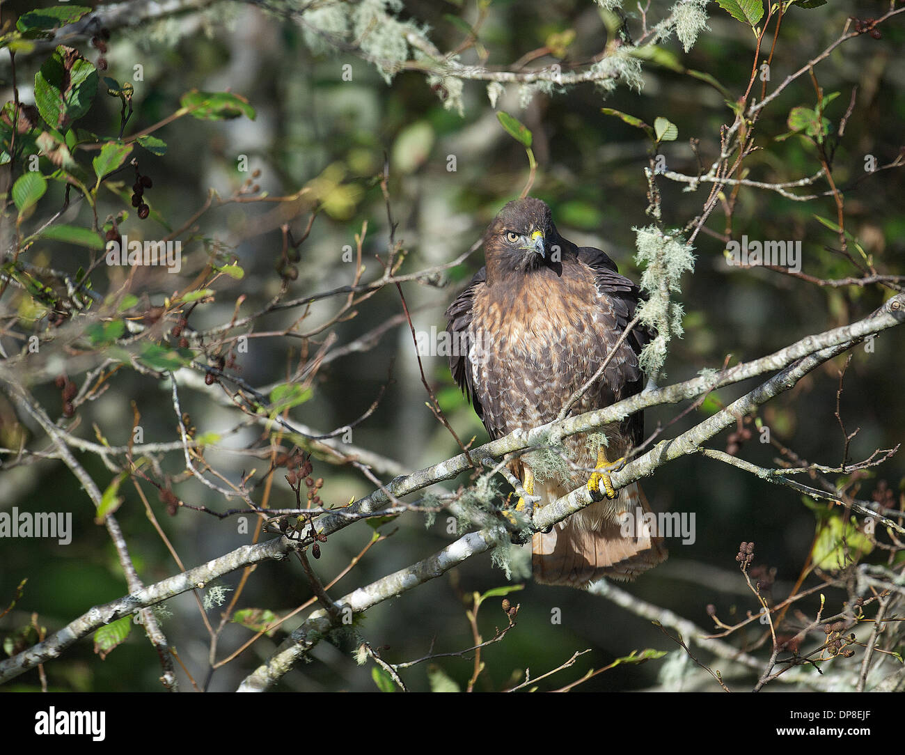 British predators hires stock photography and images Alamy