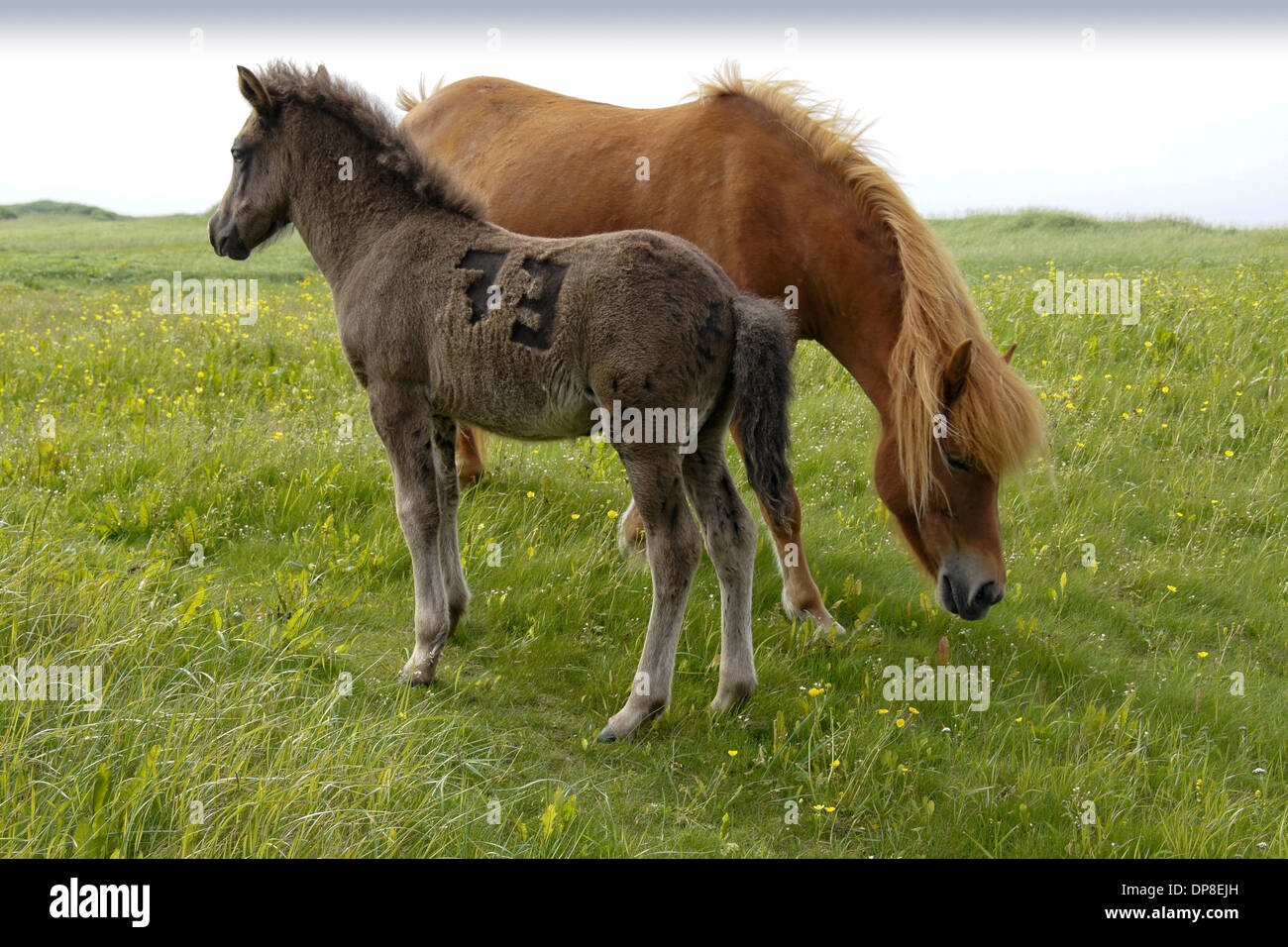 Icelandic horses grazing in field, Iceland Stock Photo