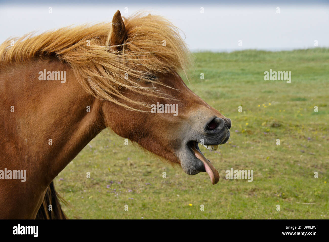 Icelandic horse yawning (or laughing), Iceland Stock Photo