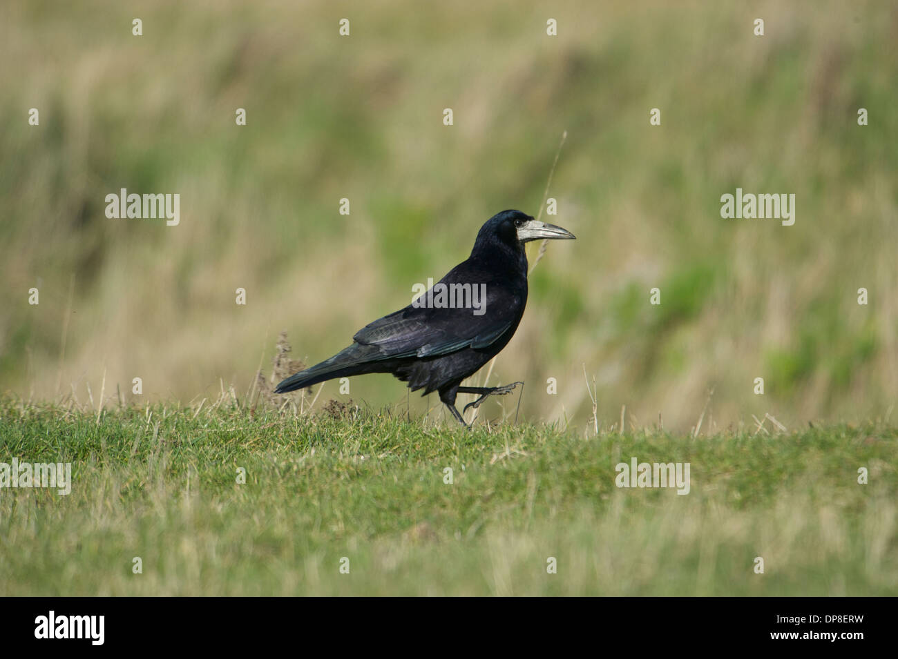 Rook (Corvus frugilegus), Elmley Marshes RSPB Reserve, England Stock ...