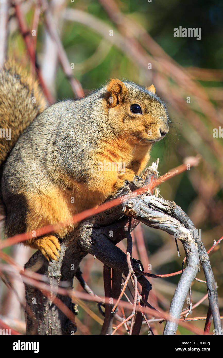 Amazon.com: Aurora Bundle Squirrel, Chipmunk and Red