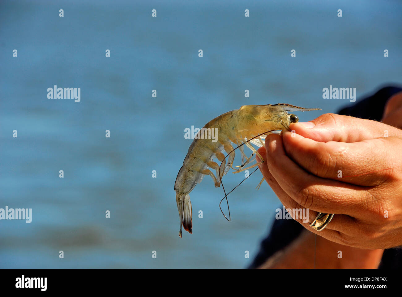 Mississippi gulf shrimp hi-res stock photography and images - Page