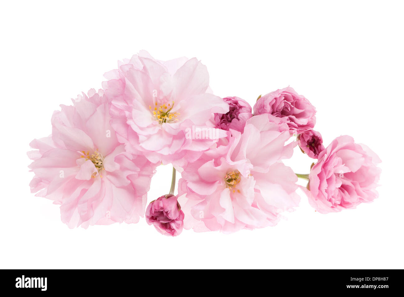 Pink cherry blossom flowers close up isolated on white background Stock ...