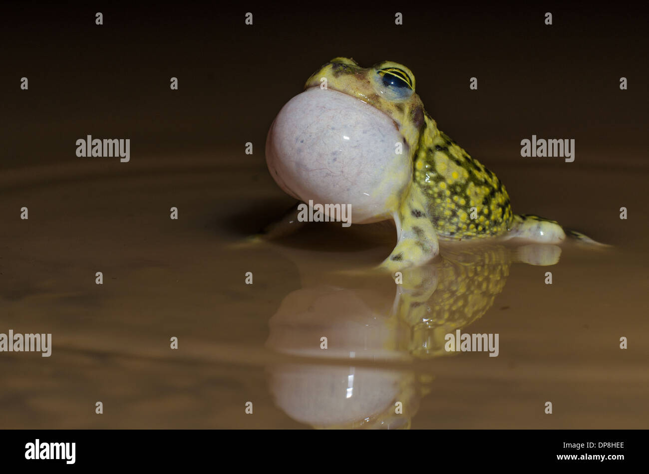 Calling male Couch Spadefoot Toad, (Scaphiopus couchii), Socorro co., New Mexico, USA. Stock Photo