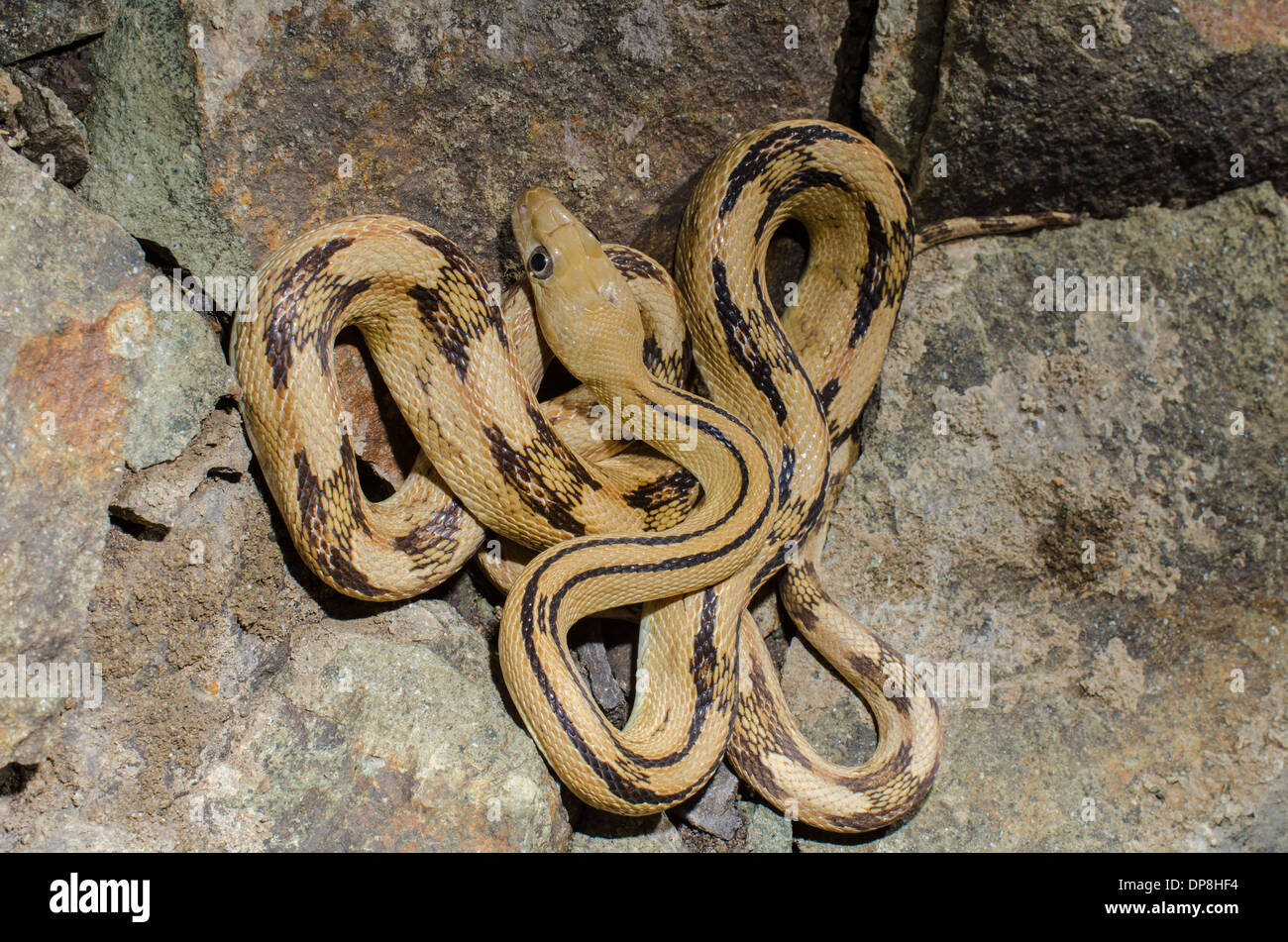 Norther Trans-pecos Ratsnake, (Bogertophis suboculatis subocularis), Sierra co., New Mexico, USA. Stock Photo