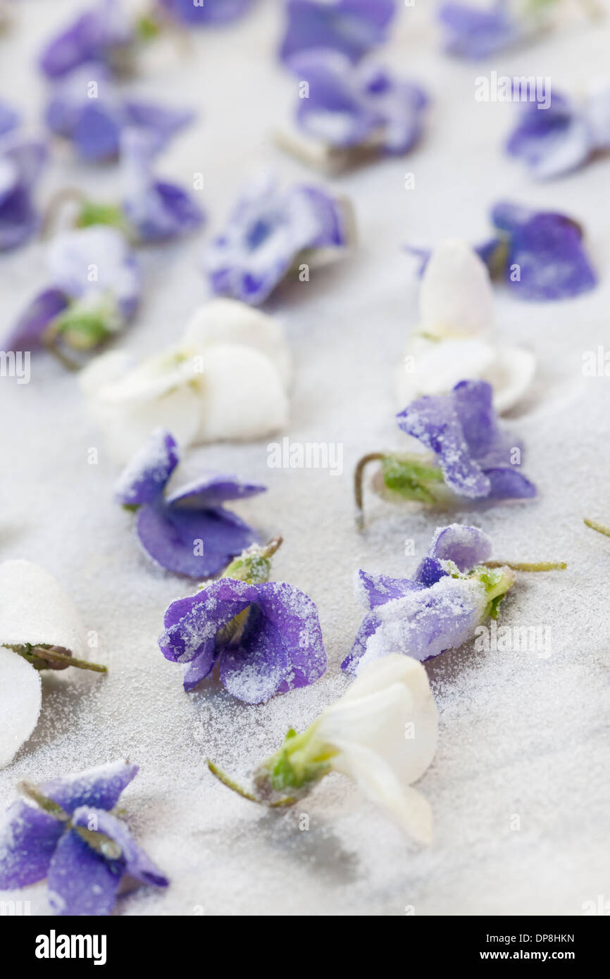 Candied sugared violet flowers drying on parchment paper Stock Photo