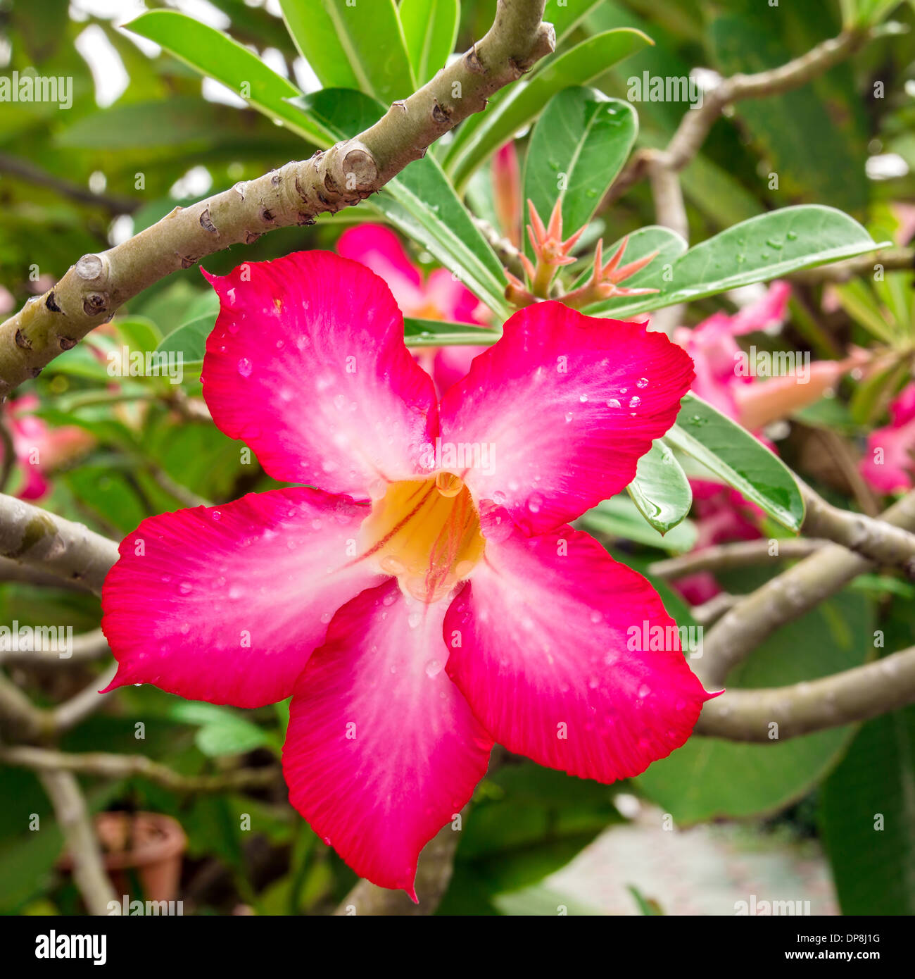 Beautiful tropical flower closeup Stock Photo