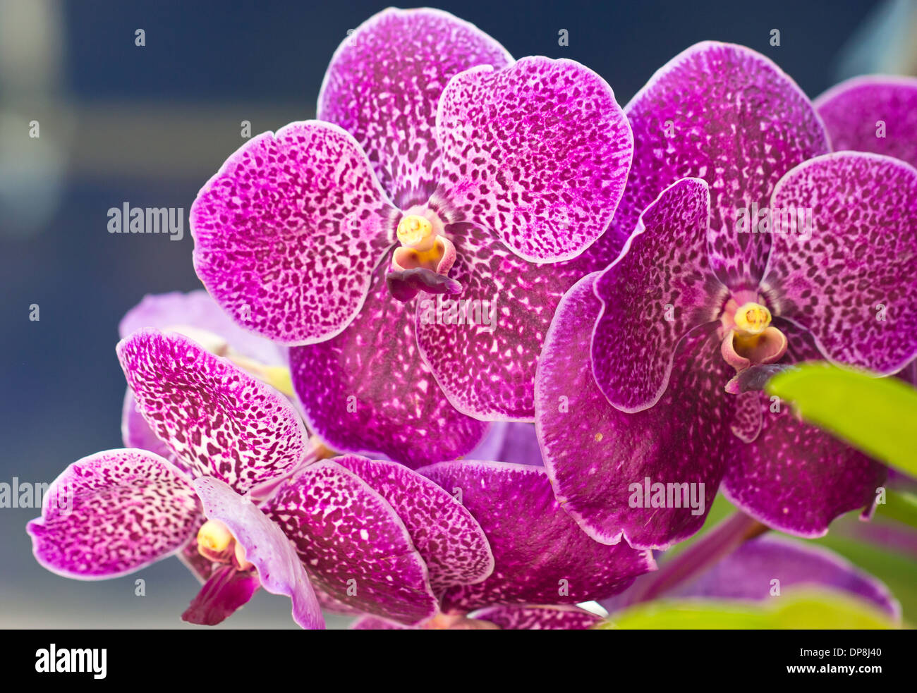 Vanda orchid flowers close up. Stock Photo