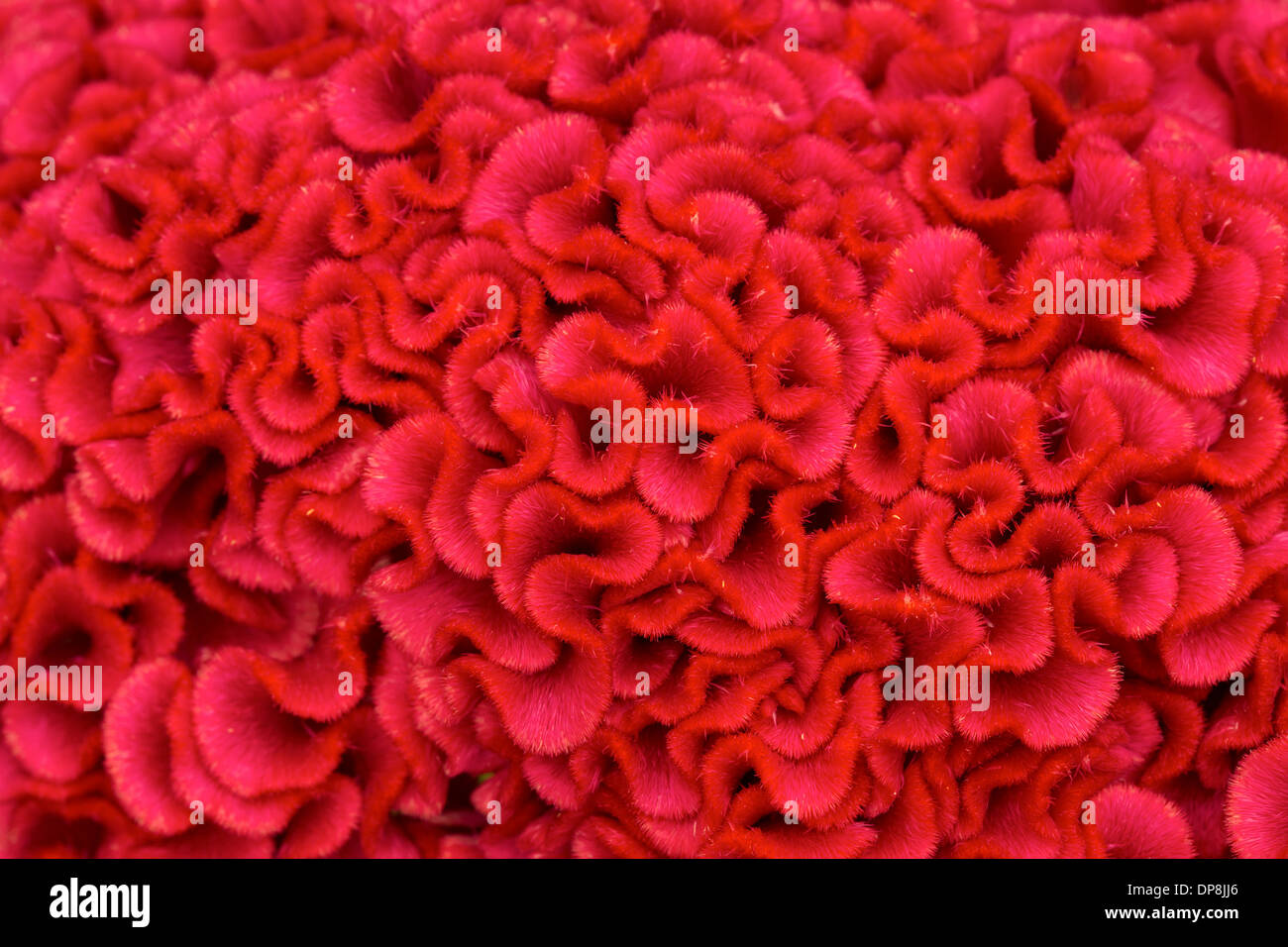 A beautiful macro shot of the petals of a red flower Stock Photo