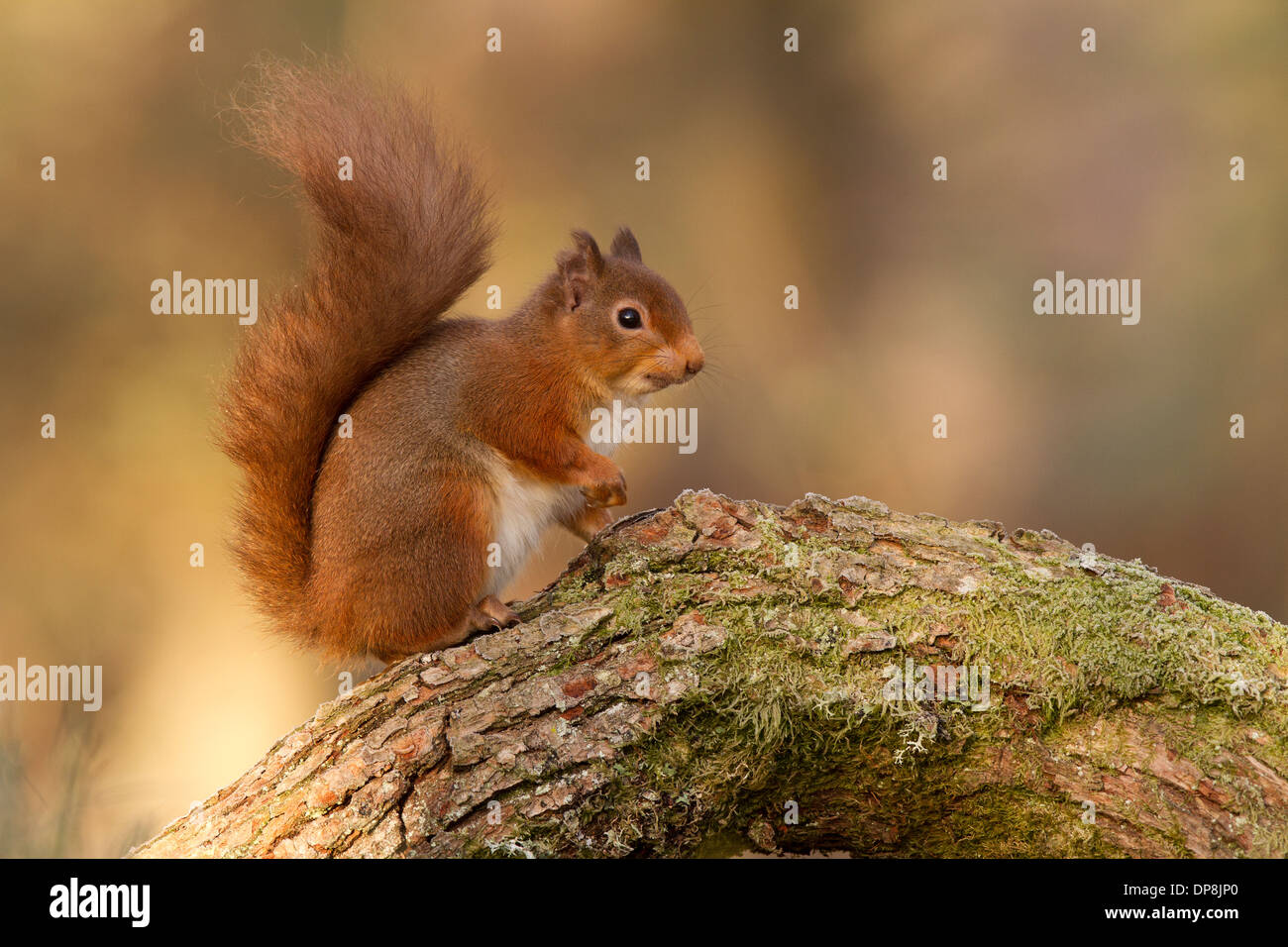 Red Squirrel, Sciurus vulgaris on a log Stock Photo