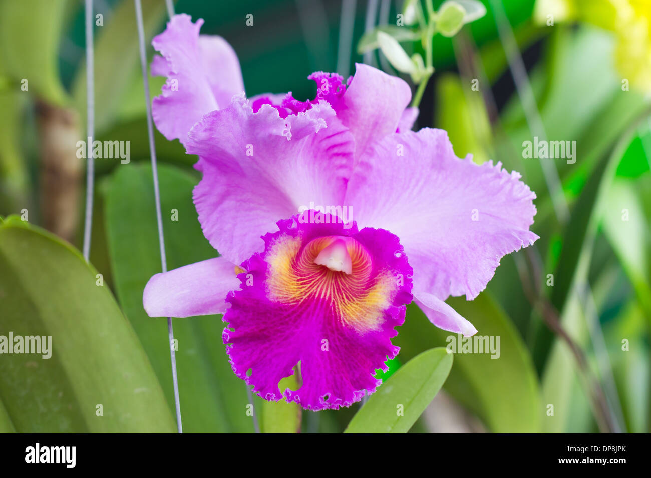 Pink cattleya orchid flower. Stock Photo