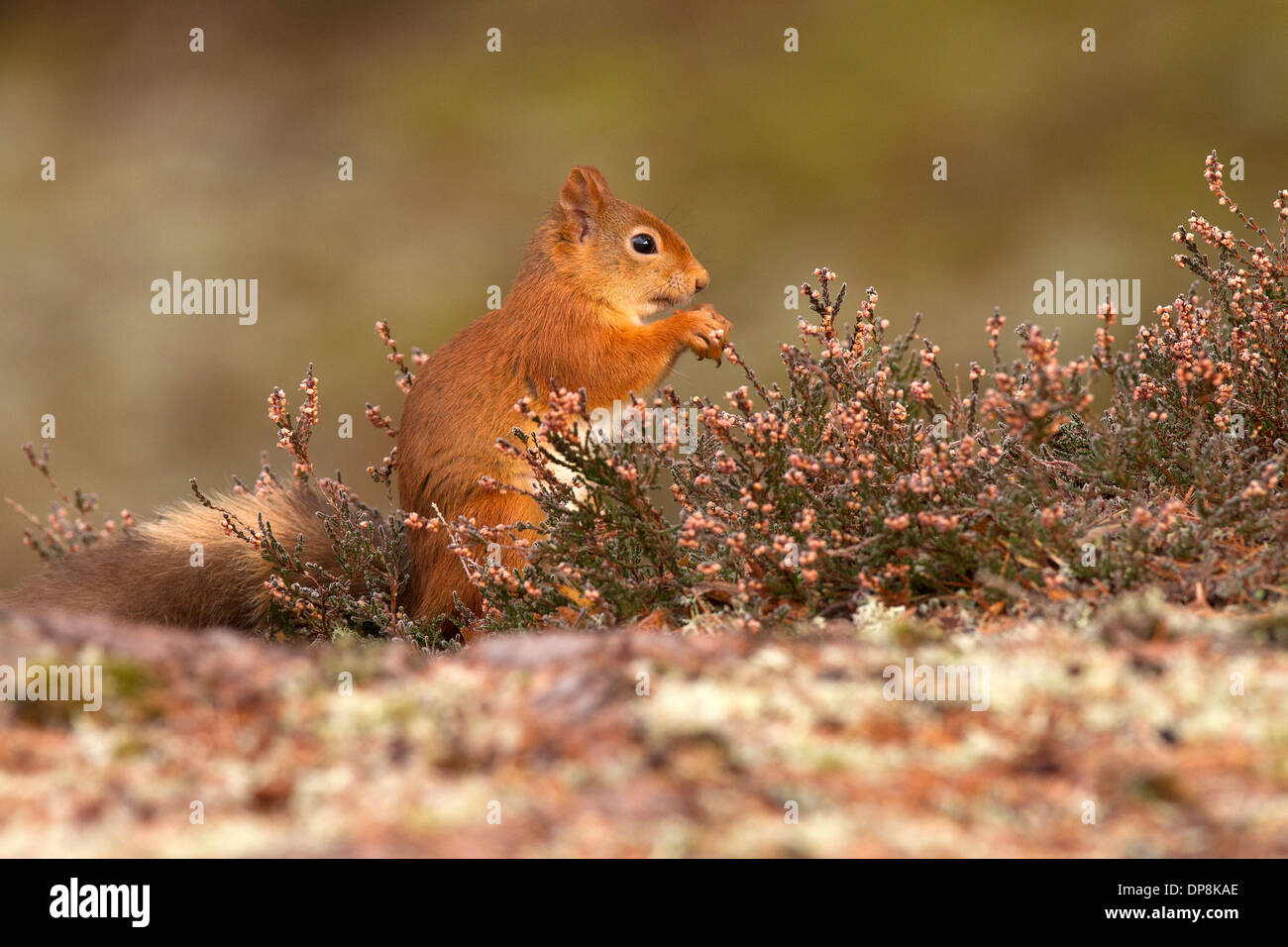 Red Squirrel, Sciurus vulgaris in heather Stock Photo