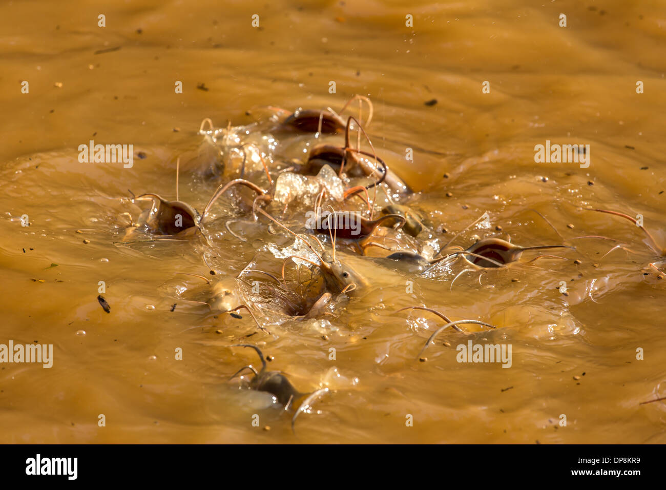 Fish in the lake of Thailand Stock Photo