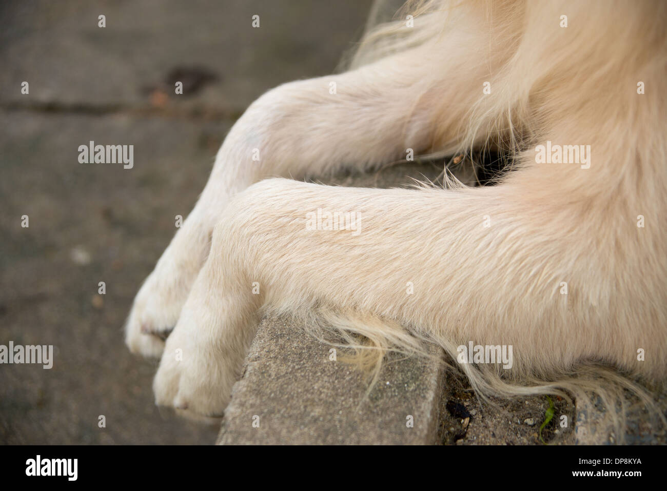 Golden retriever legs, dog legs and paws resting over pavement Stock Photo