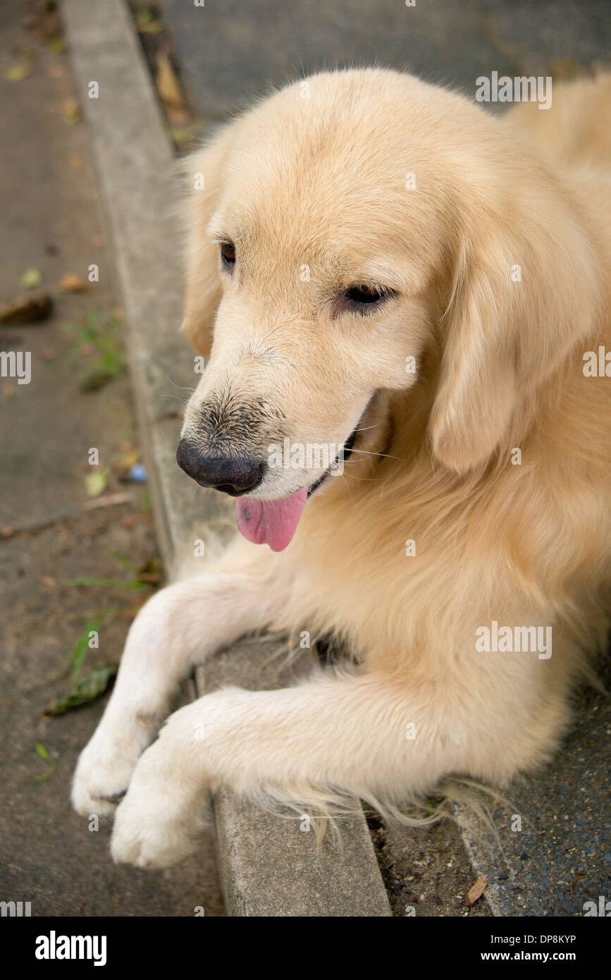 A cute dog, golden retriever laying down smiling sticking his tongue out, happy and relaxed Stock Photo