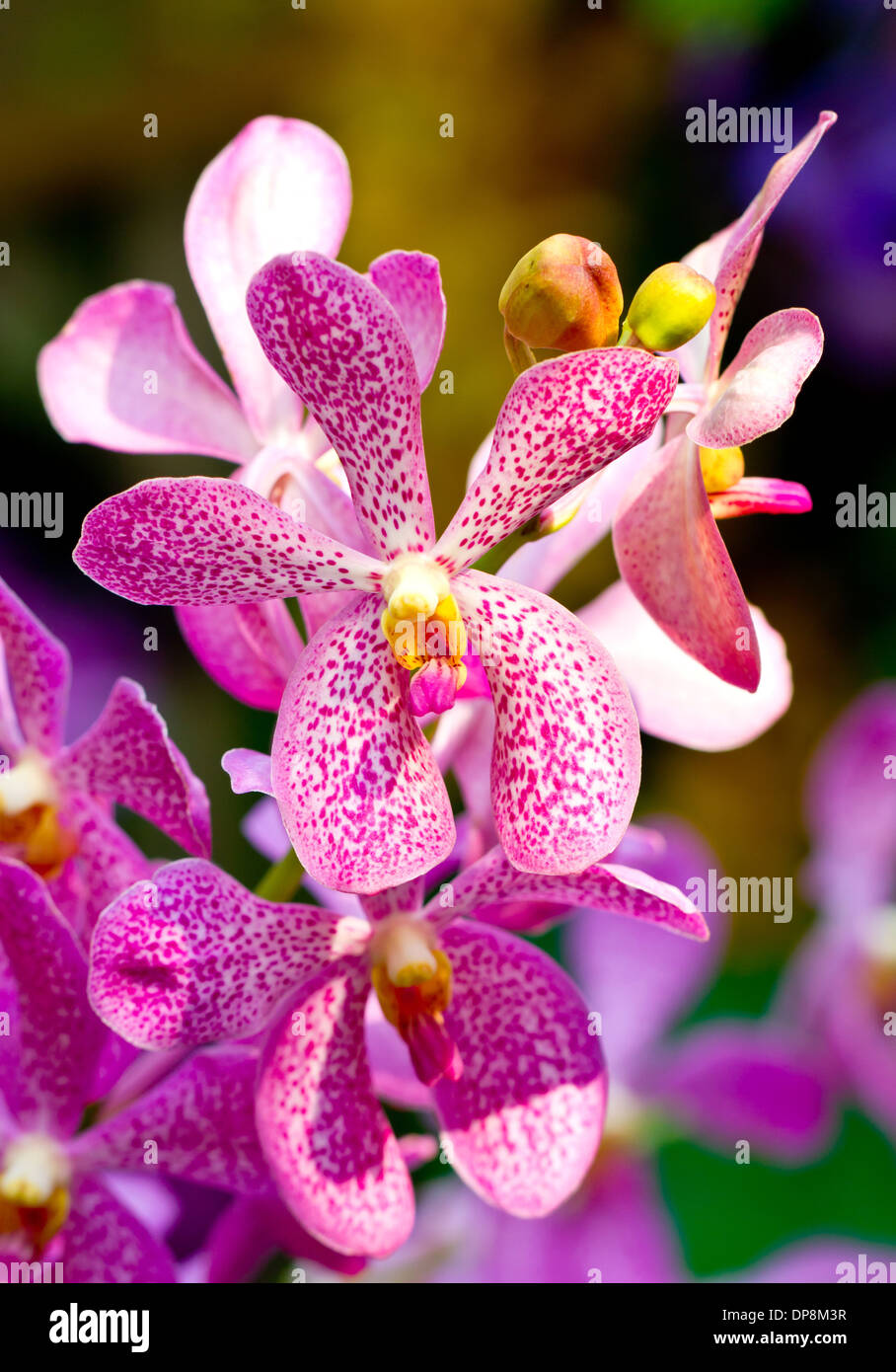 Pink orchid flowers hi-res stock photography and images - Alamy