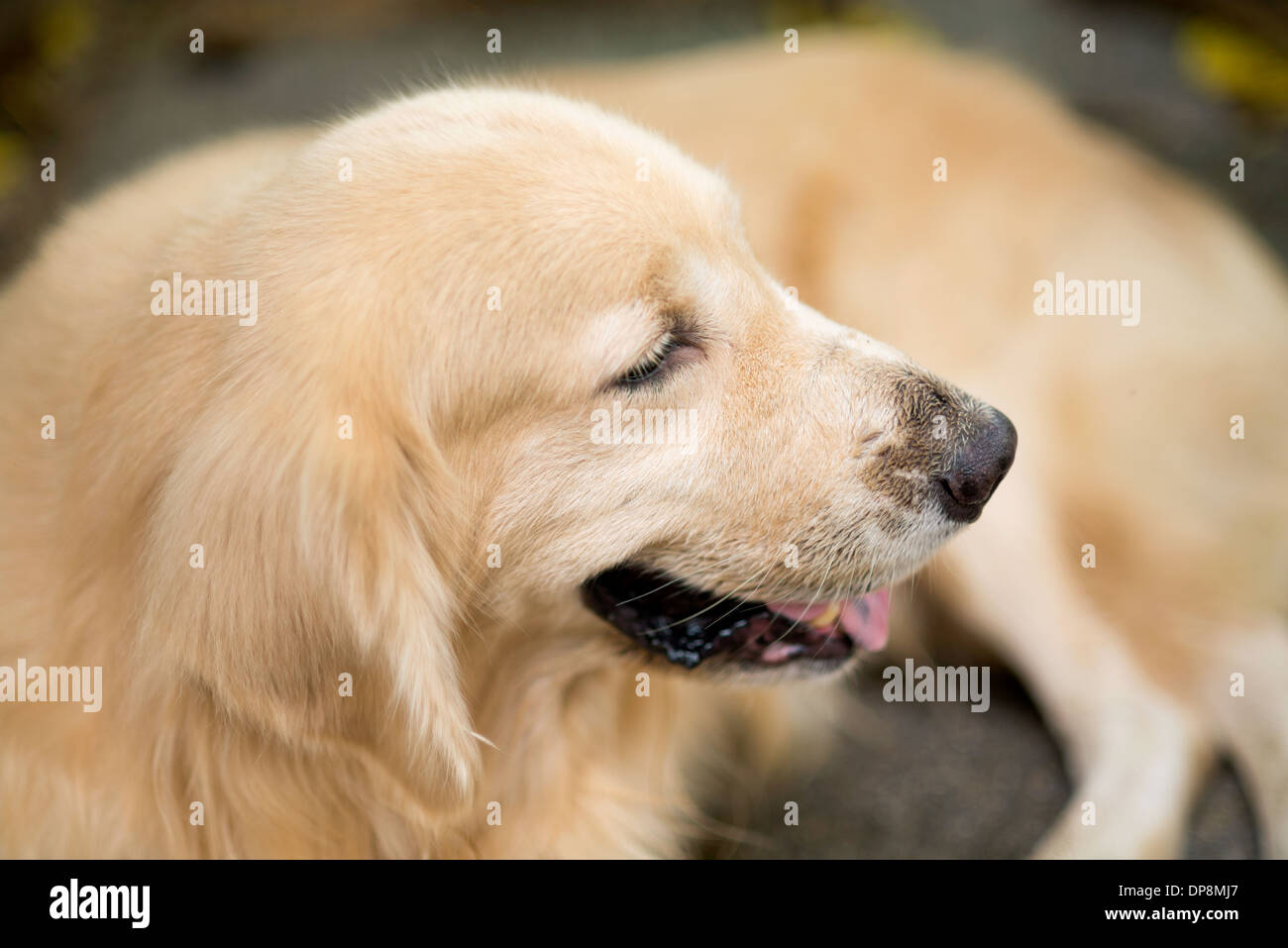 A cute dog, golden retriever, laying down looking sideways Stock Photo