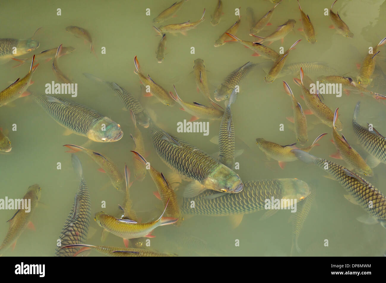 Fish in the lake of Thailand Stock Photo