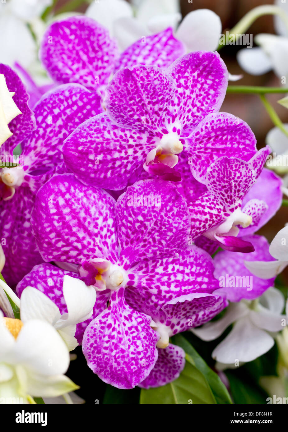 Purple vanda orchid. Stock Photo