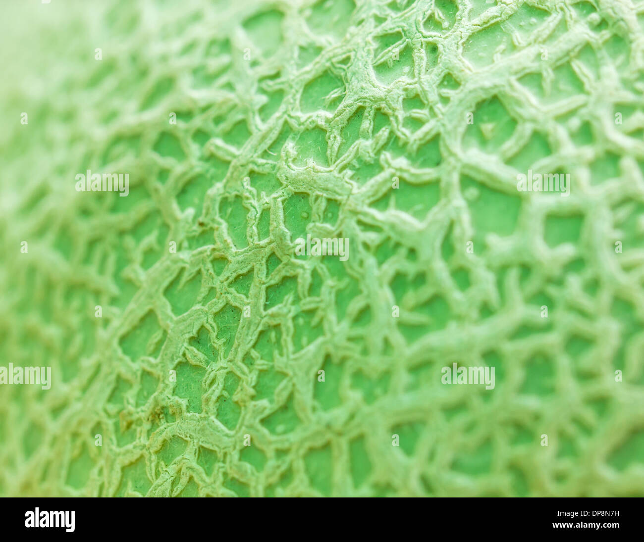 Japanese melon surface can be use as background Stock Photo