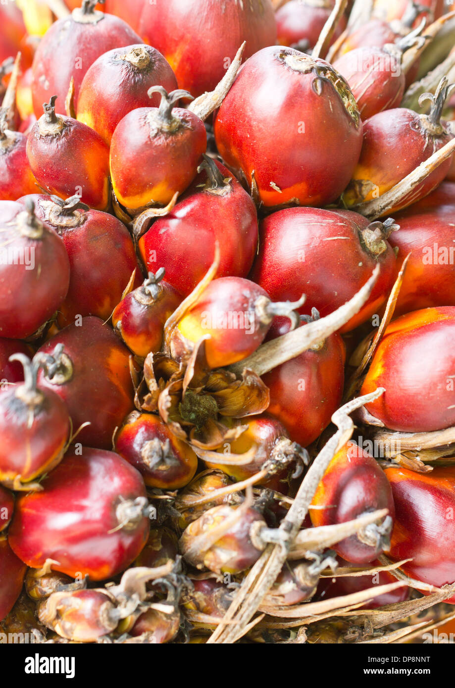 Palm fruit close up. Stock Photo
